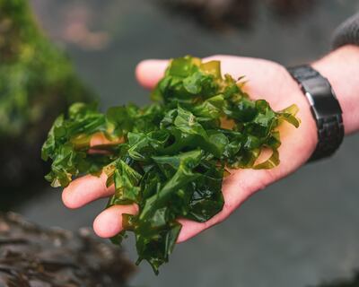 Seaweed collected from the East coast. Photo: SeaGrown