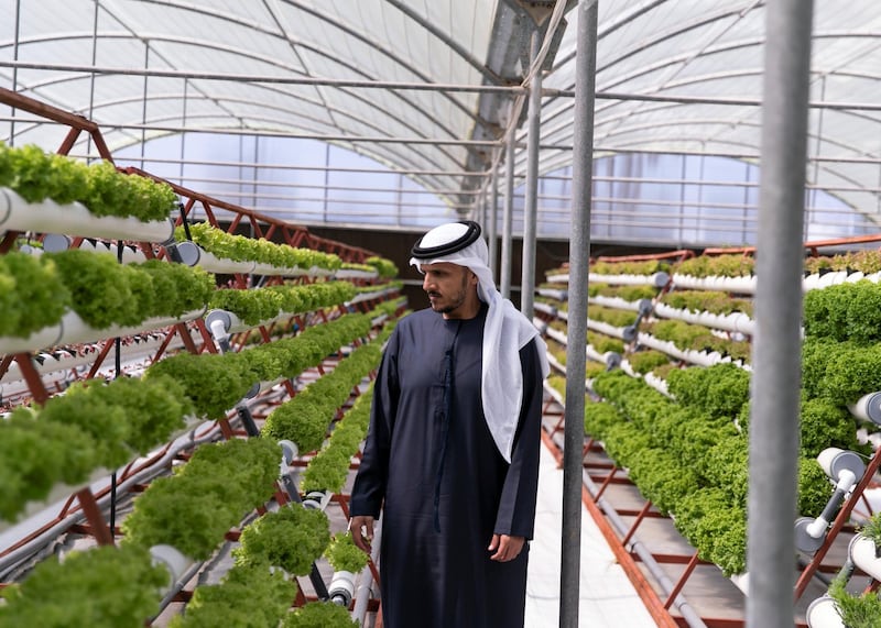 ABU DHABI, UNITED ARAB EMIRATES. 13 FEBRUARY 2020.
Hamed Ahmed Al Hamed, Founder and CEO of Gracia Farms in Al Shahama. Gracia uses hydroponic and NGS systems.
(Photo: Reem Mohammed/The National)

Reporter:
Section: