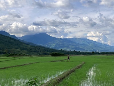 Rice fields in Kadangband area of Manipur state, where valleys are dominated by Meiteis while the surrounding hills are predominately tribal habitats. Taniya Dutta for The National