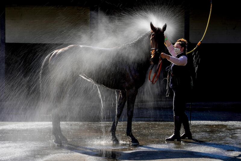 A horse is hosed down after racing at Warwick Racecourse in central England. Getty Images