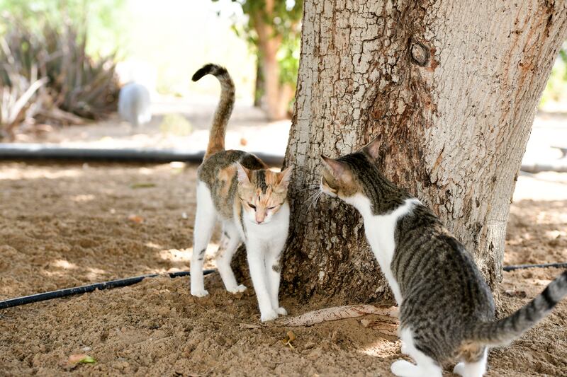 The rescued cats play in the garden. Khushnum Bhandari / The National