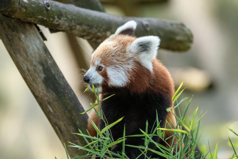 A young red panda is seen in its enclosure at the zoo in Lodz, central Poland. EPA