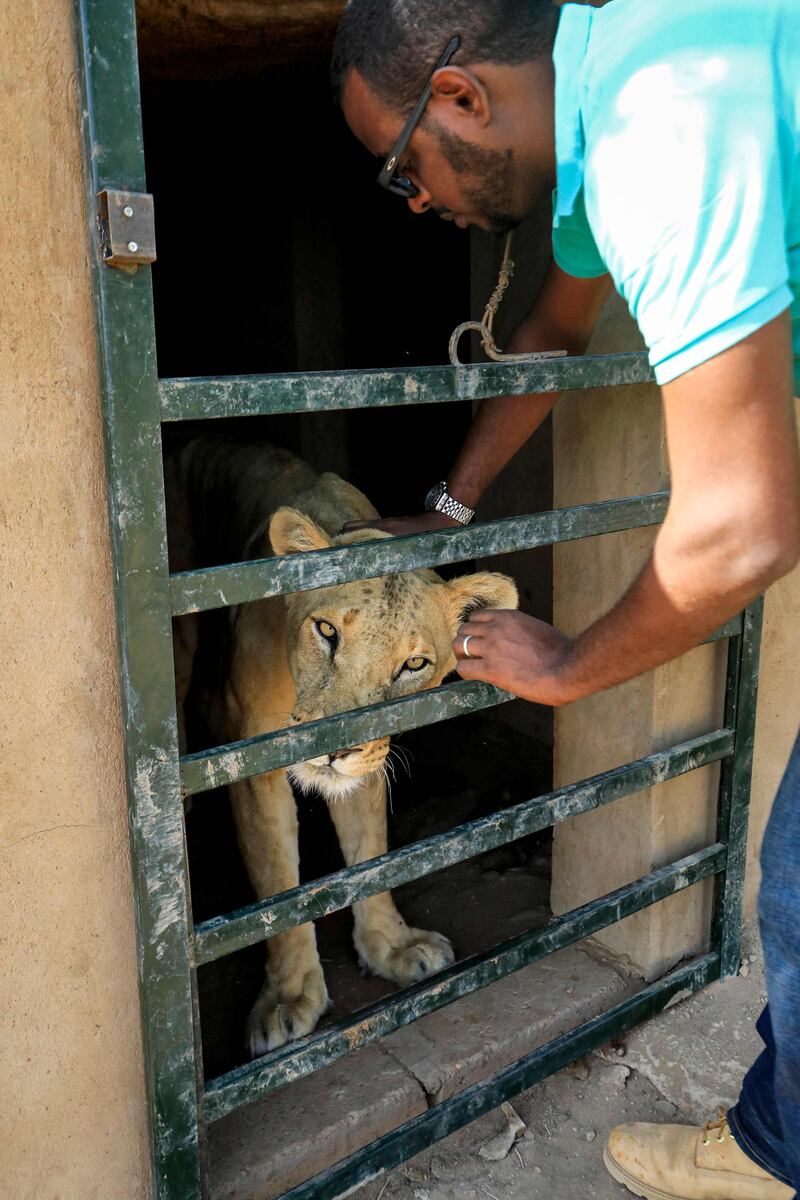 Mr Salih pets a lioness at the facility. AFP