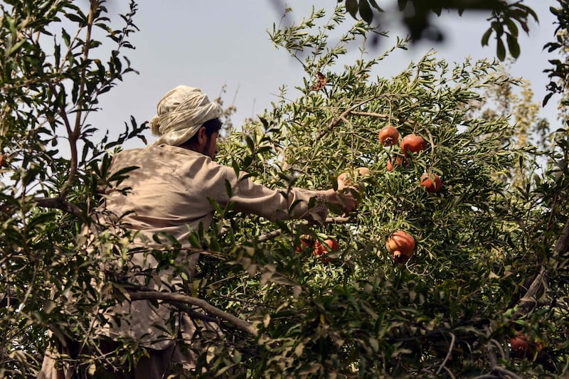 The fruit is quickly ripening as Afghanistan finds itself engulfed in a multitude of crises that have metastasised since the Taliban seized control two months ago.