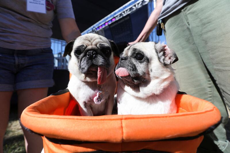 Rescued pugs named Jinny Lu and China Su of the Pug Hotel Senior Sanctuary in Sonoma County relax in their stroller. Reuters