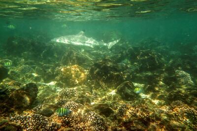 DIBBA, UNITED ARAB EMIRATES. 19 JANUARY 2018. Shark images from the Shark Educational Institute from a dive in the protected marine reserve by Dibba Rock where they are diving to observe the sharks in the area. (Photo: Antonie Robertson/The National) Journalist: Nick Webster. Section: National.