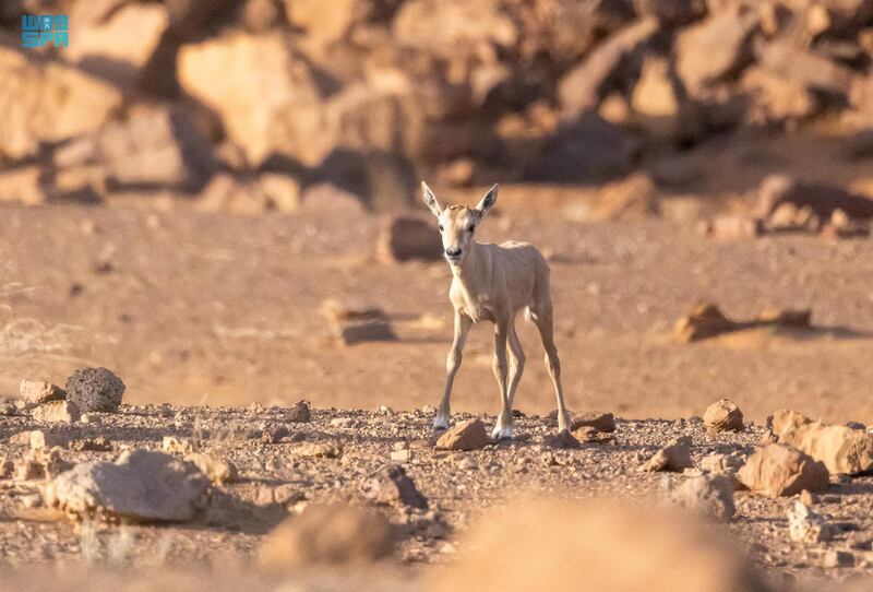 Saudi Arabia has welcomed the first Arabian oryx to be born in the kingdom in nine decades. All photos: SPA