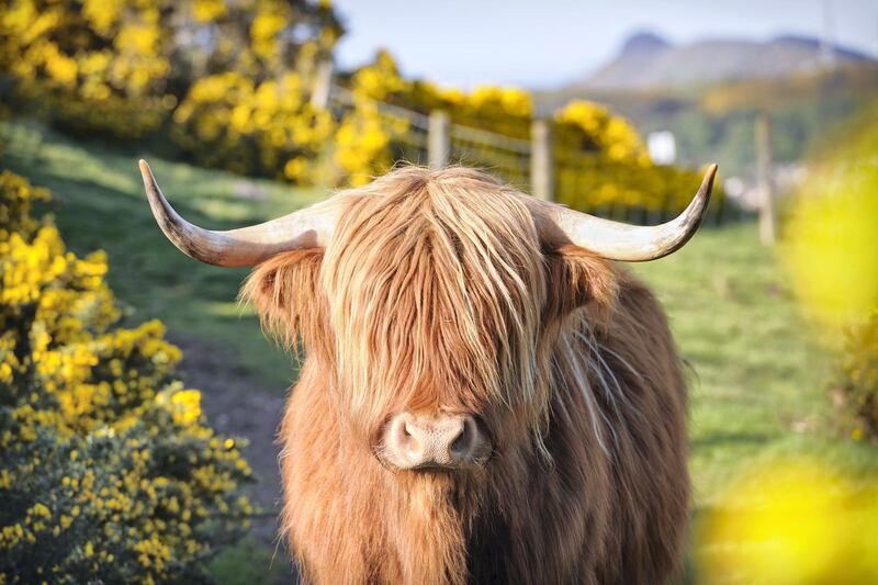 Portrait of a Highland Cow among flowering gorse in rural Scotland.