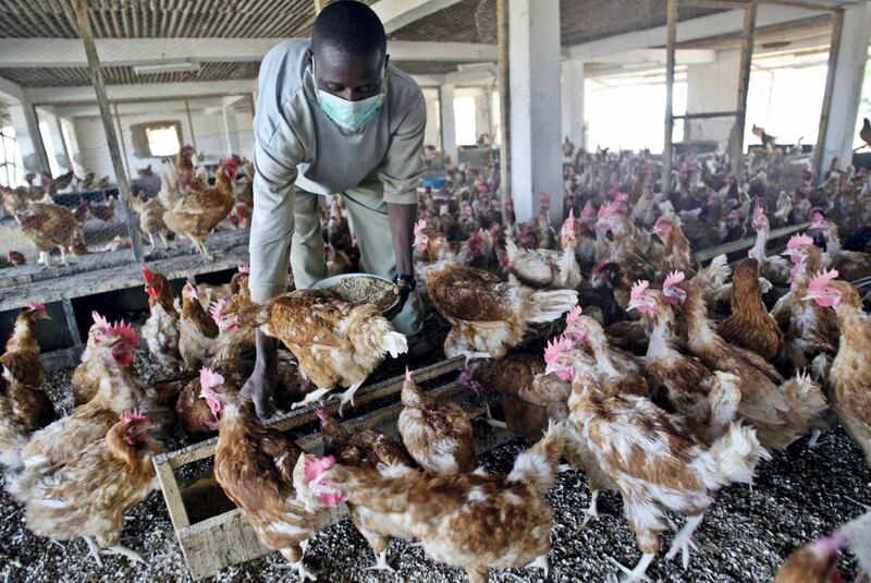 An attendant feeds chickens at Harouna Labo poultry farm at Maradi province in Niger Republic  20 February, 2006 Labo has expressed mixed feelings over a government ban on chicken importation from Nigeria. Early in the year, Labo bought 6,000 birds from the Otta farm of Nigerian President Olusegun Obasanjo to augument his supplies and was expecting the shipment 30 February. But the government ban which was aimed to forestall the spread of avian flu into Niger from Nigeria, and couple with the negative effect of the campaign against the flu has affected "30 percent of my sales", said Labo, a renowned farmer in the country.
AFP PHOTO (Photo by PIUS UTOMI EKPEI / AFP)