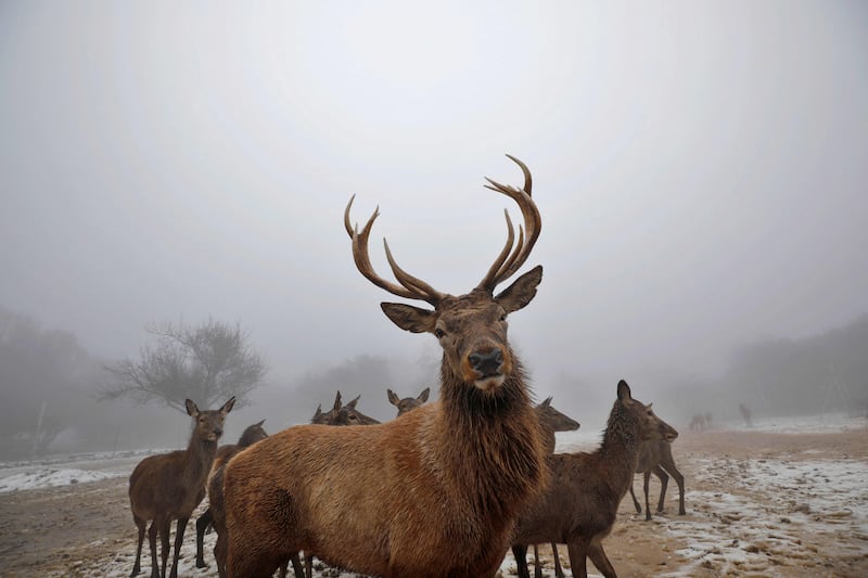 Reindeer in the Israel-annexed Golan Heights. AFP