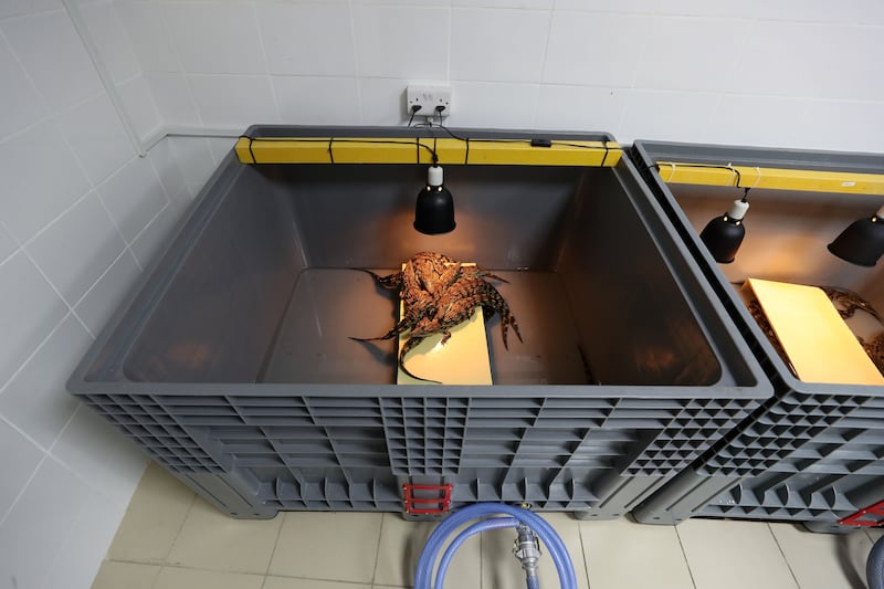 Four-month-old crocodiles under a heat lamp