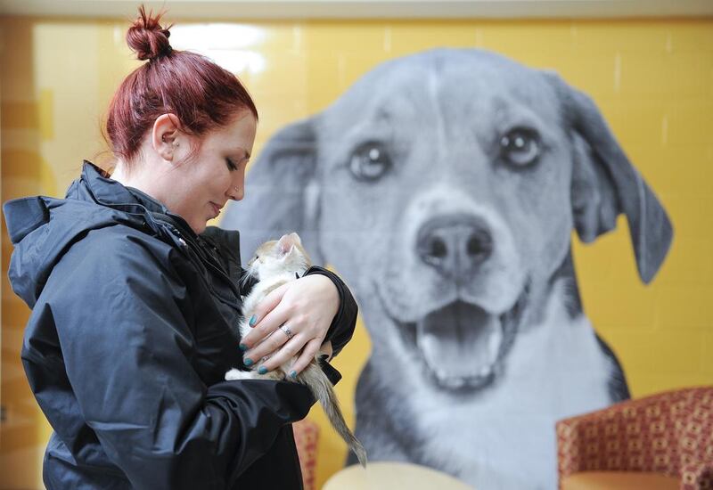 Wanting a kitten and not a puppy suggests a more creative, adventurous personality. Craig Lassig / AP Photo