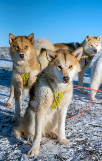Greenlandic dogs are believed to be the relative of the extinct Taimyr wolf, unlike their modern canine counterparts who are related to the grey wolf. Courtesy Ishay Govender-Ypma 