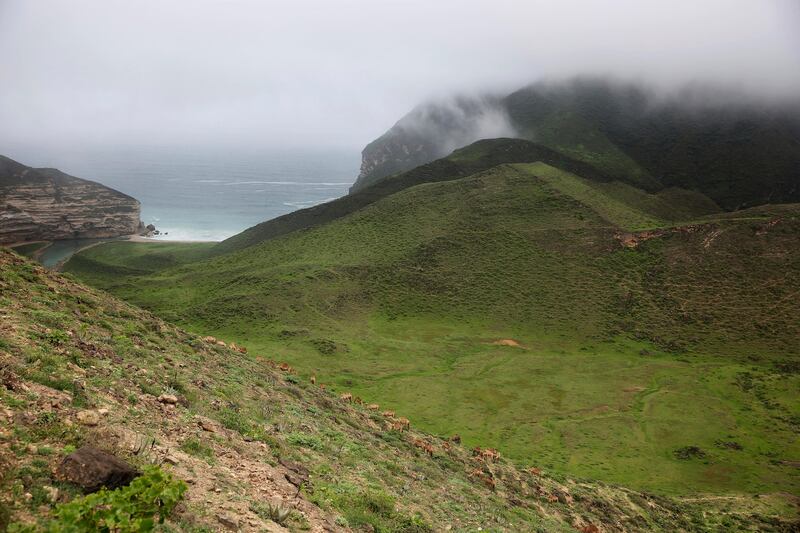 Camels cross a verdant valley in Dhofar province, southern Oman.