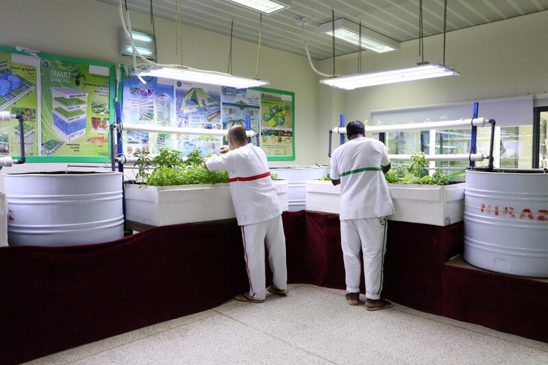 Inmates at Dubai Central Jail grow plants using hydroponic and aquaponic systems. Nilanjana Gupta/ The National