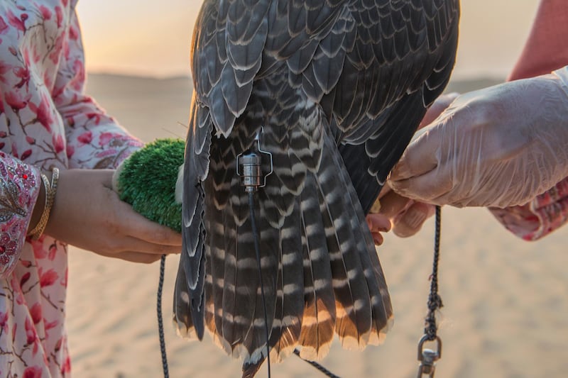 Ayesha , attached GPS transmitter  to its tail feathers before releasing the falcon for the training, Abu Dhabi,UAE,Vidhyaa for The National