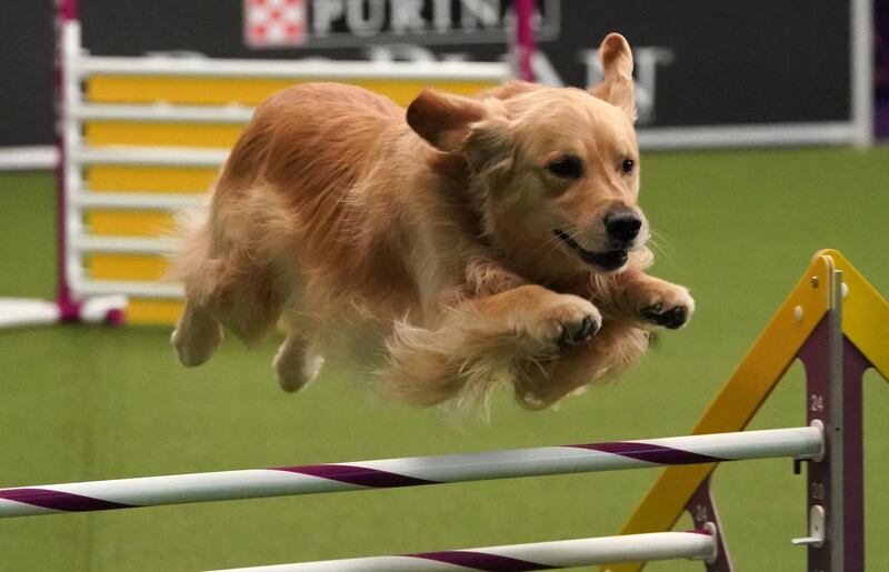 What a good boy: a pup competes in the 6th Annual Masters Agility Championship at the The American Kennel Club and Westminster Kennel Club on February 9, 2019, at Piers 92 and 94 in New York. / AFP / TIMOTHY A. CLARY