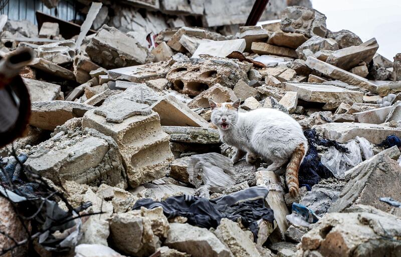 A cat on the rubble of a destroyed building in the deserted city of Kafranbel, south of Idlib city in the eponymous northwestern Syrian province, amid an ongoing pro-regime offensive. AFP