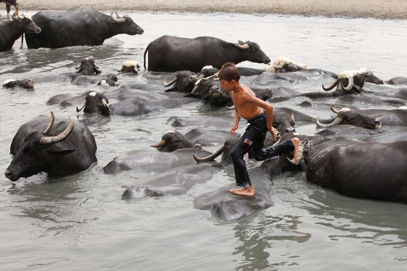A child walks on the backs of cattle in a river in the eastern suburb of Fadaliayah, outside of Baghdad, Iraq, Saturday, July 7, 2012. The animals are bathed daily to help keep them free of diseases and to protect them from the heat. (AP Photo/Karim Kadim)