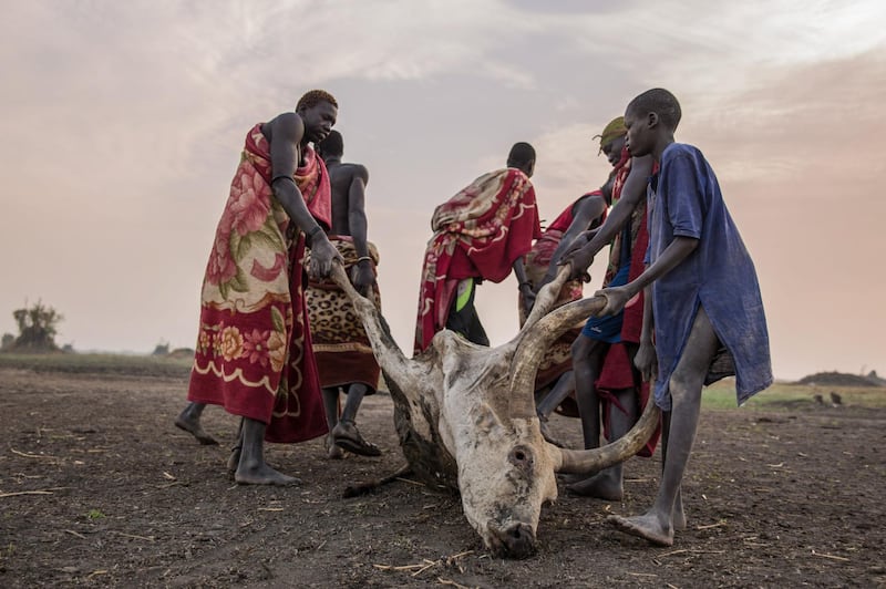 Tribesmen drag away a dead cow which was killed by a scorpion sting.