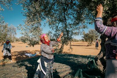 Many of the women and men who harvest the olives are part of families who have produced Tunisia's olive oil for generations. Erin Clare Brown / The National