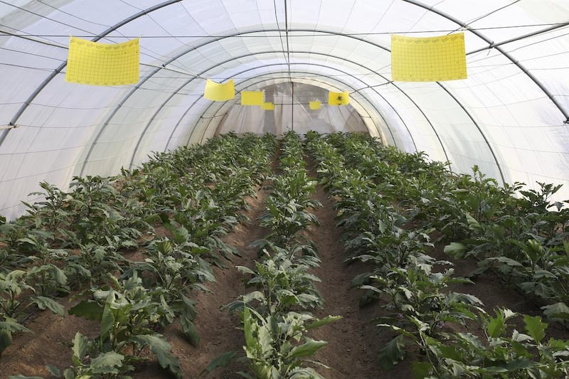 The larger farm is 4.65 hectares in Al Dhaid, employing 50 staff, and the smaller is 2.5 hectares in Al Zubair. They yield more than 100 kilograms of produce per day during the busiest periods. There are 35 greenhouses on the site, most of them protecting cucumbers.