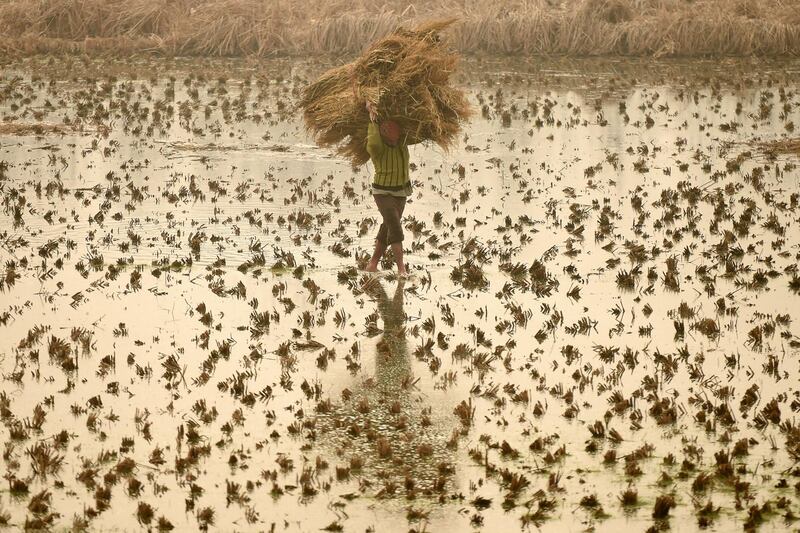 A Kashmiri farmer carries hay in an agricultural field in Srinagar. AFP