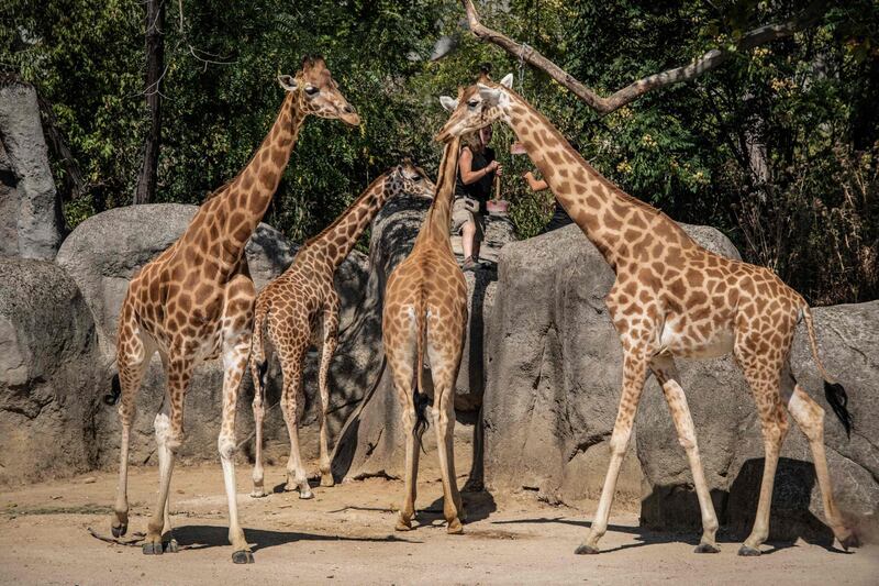 Giraffes gather near frozen treats at the Paris Zoological Park.  AFP