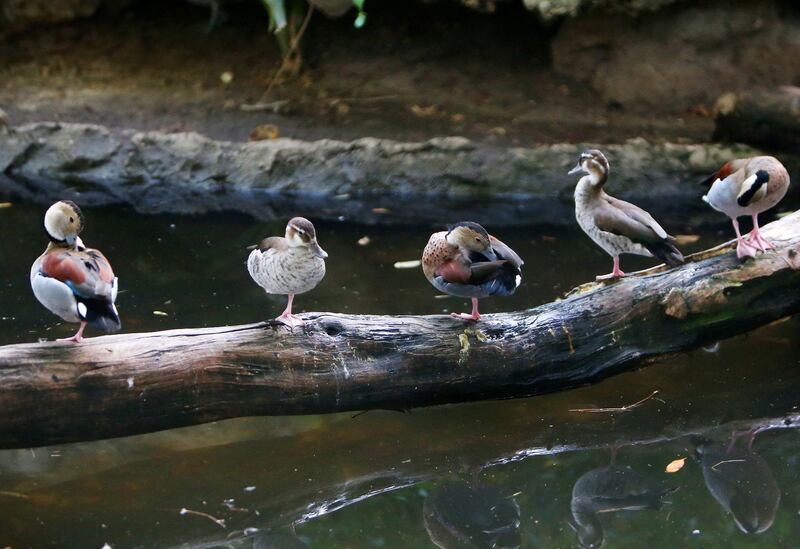 The zoo is home to hundreds of wild animals, birds and reptiles. AFP