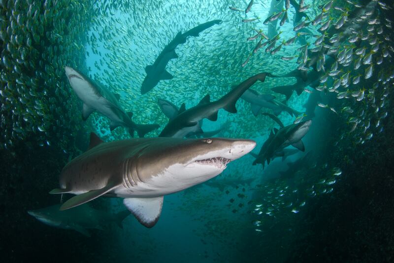 First place, Conservation Photographer of the Year (HOPE), Nicolas Remy, from Australia. An aggregation of critically endangered grey nurse sharks off the coast of New South Wales.