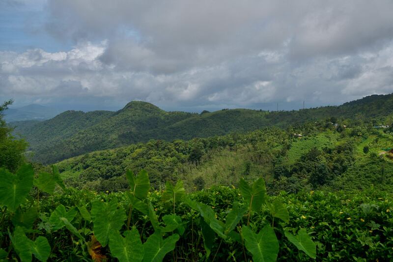 A tea plantation in the Wayanad District of Kerala, where deforestation and climate change has ravaged the Unesco heritage-listed Western Ghats mountain range in India. AFP