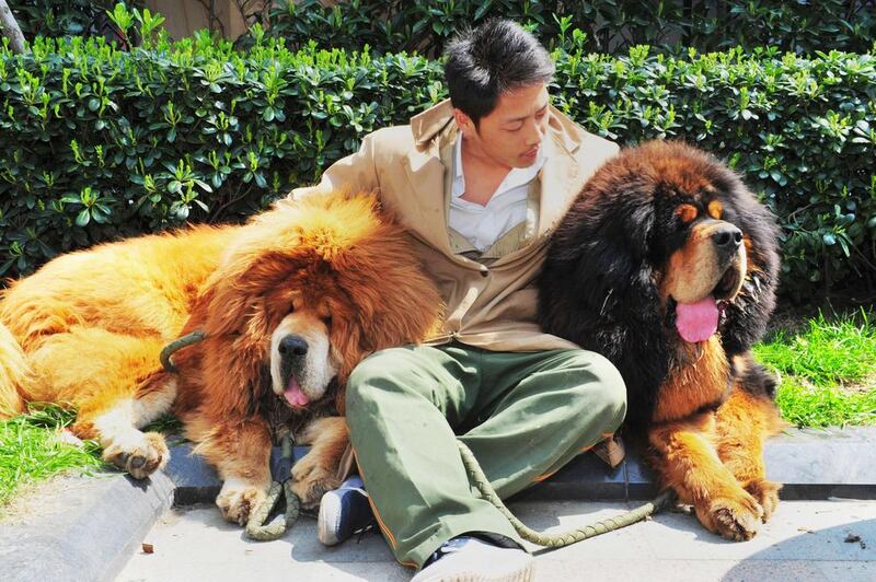 This picture taken on March 18, 2014 shows an unidentified man posing for a photo with two Tibetan mastiffs after they were sold at a “luxury pet” fair in Hangzhou, in eastern China’s Zhejiang province.  One of the Tibetan mastiff puppies was sold in China for about US$2m.  AFP Photo