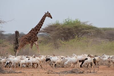 A reticulated giraffe and a herd of goats in north-eastern Kenya. Photo: Somali Giraffe Project