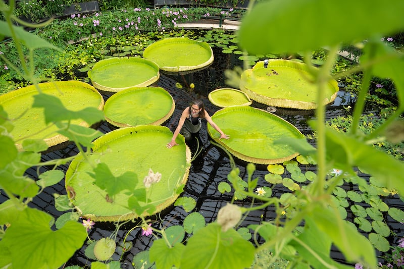 With flowers that turn from white to pink and bearing spiny petioles, Victoria boliviana is now the largest water lily in the world, with leaves growing as wide as 3 metres in the wild. PA