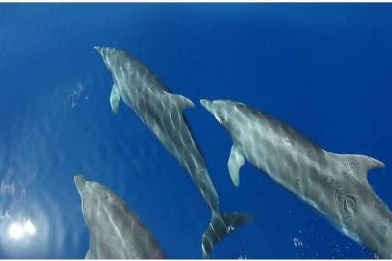 Dolphins are among the wide variety of marine life in the Great Pearl Bank Barrier, which is also home to dugongs, killer whales, sea turtles and sea snakes.