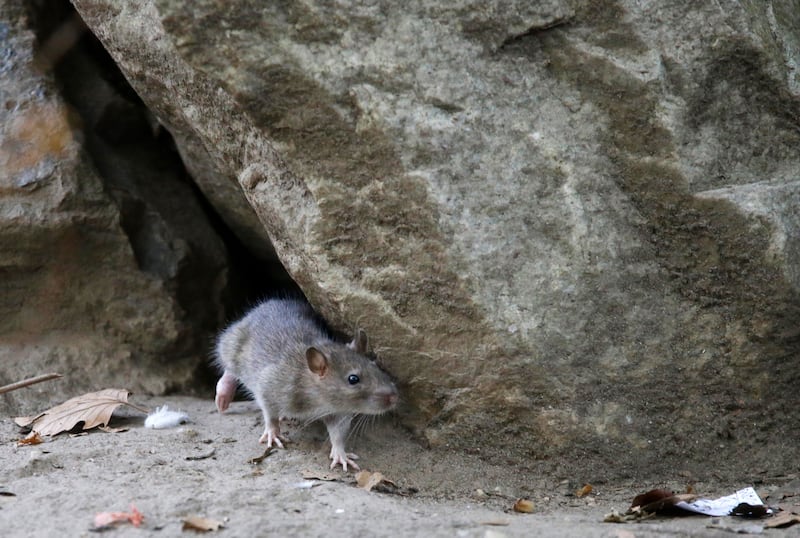 A rat leaves its burrow at a park in New York City. AP
