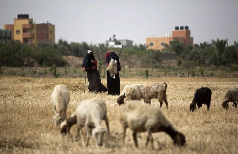 Palestinian Bedouin women care of their sheep on a hot day, south of Gaza City. Mohammed Abed / AFP