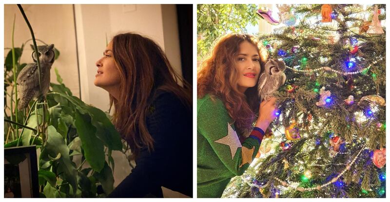 Salma Hayek: The actress's pet owl, named Kering, has become as popular on Instagram as she is. But that's not the '30 Rock' star's only animal. 'I have five horses, four alpacas, one cat, eight dogs, one hamster, five parrots, two fish,' she told Ellen DeGeneres. Instagram