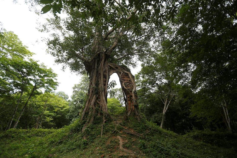 A tree is seen at Sambor Prei Kuk, or 'the temple in the richness of the forest'. Samrang Pring / Reuters