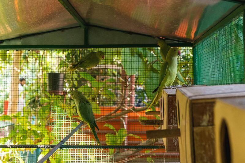 Colourful parrots at Happiness Farm