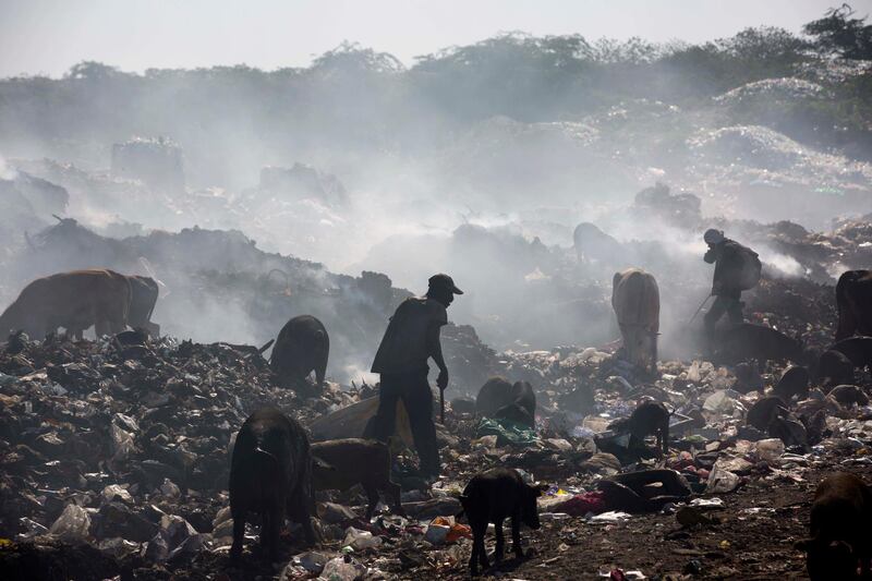 Cattle rummage near people scavenging the Truitier landfill. AP Photo