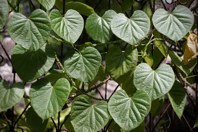 Giloy (Tinospora cordifolia) can boost immunity and manage arthritis. Getty Images