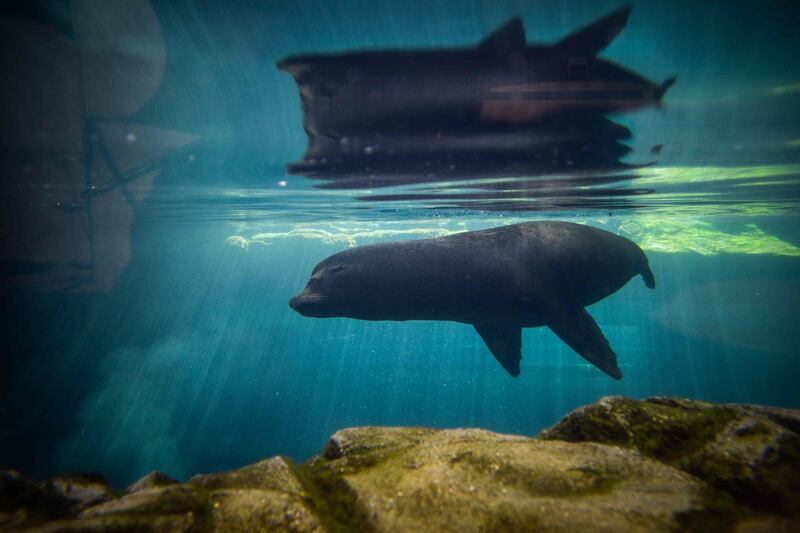 A seal swims in the Aquarium of the Pacific in Long Beach, California.  AFP