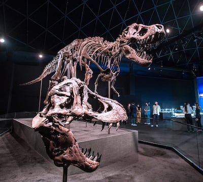 Stan, the T-Rex, on display at the Natural History Museum Abu Dhabi exhibition. Victor Besa / The National