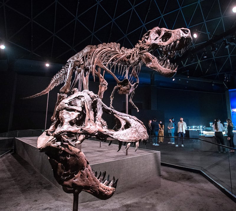 The exhibition space opens up and you are suddenly facing the bone-crushing, flesh-tearing teeth of Stan, the world's most famous T-Rex.