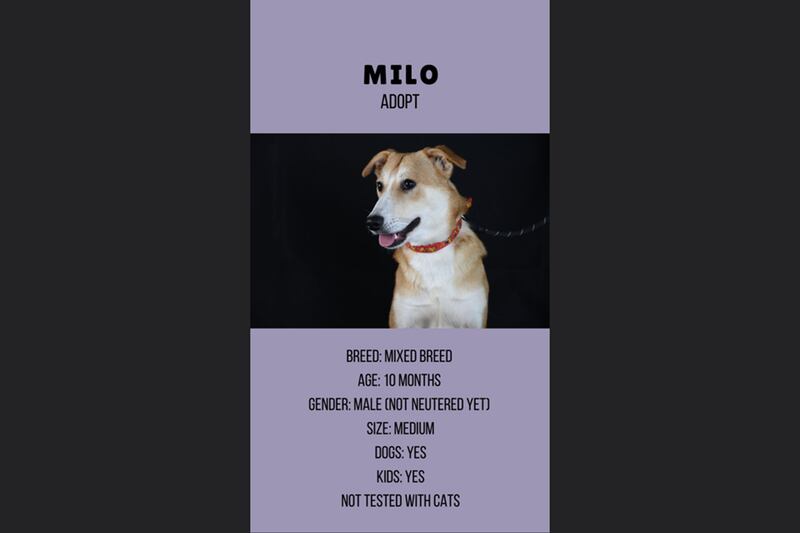Milo, 10 months, male.