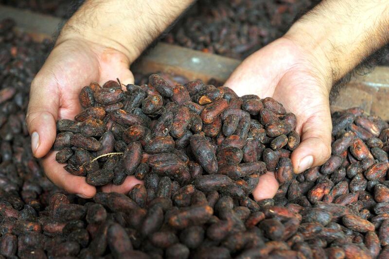 Ripe cocoa beans are put to dry at a Juanjui farm in the San Martin region in northern Peru. Cris Bouroncle / AFP