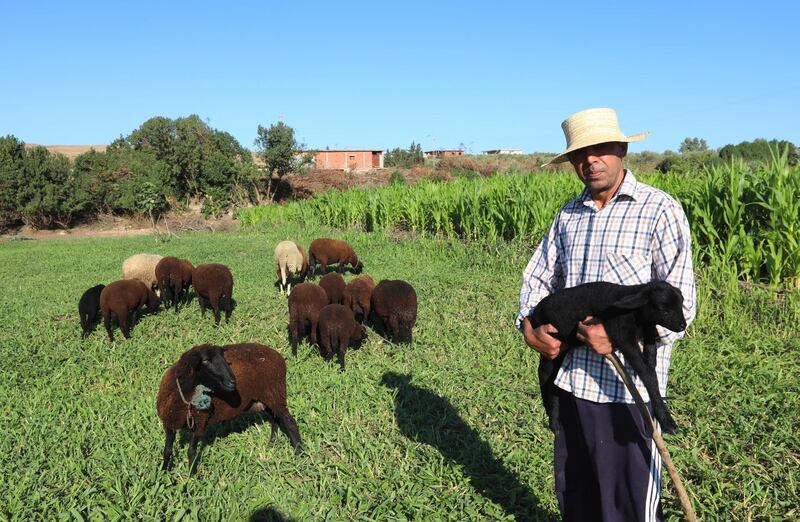 A shepherd carries a sheep as his herd graze on a hilltop in Ras jebal, Bizerte, North of Tunis, Tunisia. EPA