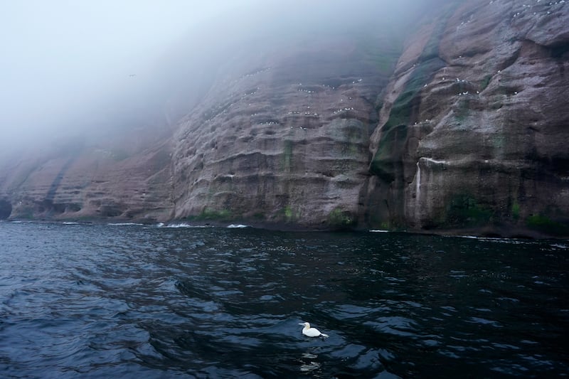 Bonaventure Island, off Perce. The area is home to a variety of birds.