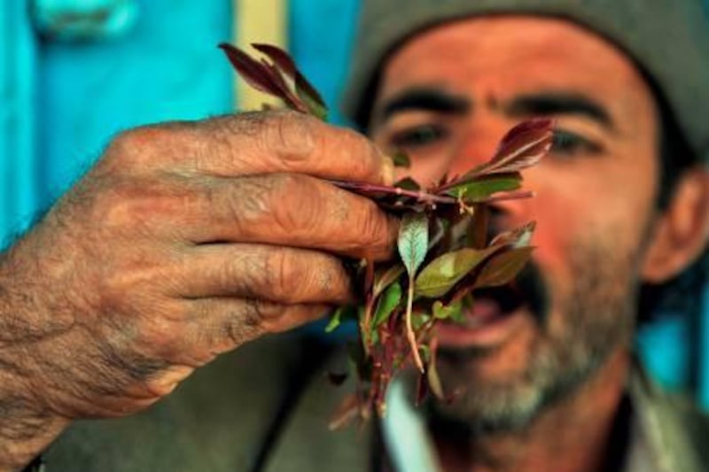 epa03057557 A Yemeni man chews khat leaves in a suburb of Sana'a, Yemen, 12 January 2012. Media reported Yemeni activists have launched on various social networking websites a campaign urging Yemenis to stop chewing khat leaves, a mildly narcotic plant, in the 24 million people country.  An estimated 90 percent of adult Yemeni males chew khat for three to four hours a day, the World Health Organization has said. In 2008, a World Bank study found that 73 percent of Yemeni women consume the leaves frequently; while 15-20 percent of children under 12 years are daily users.  EPA/YAHYA ARHAB *** Local Caption ***  03057557.jpg